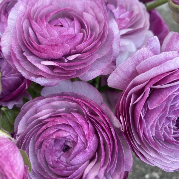 Franske Amandine Ranunkler Purple Jean