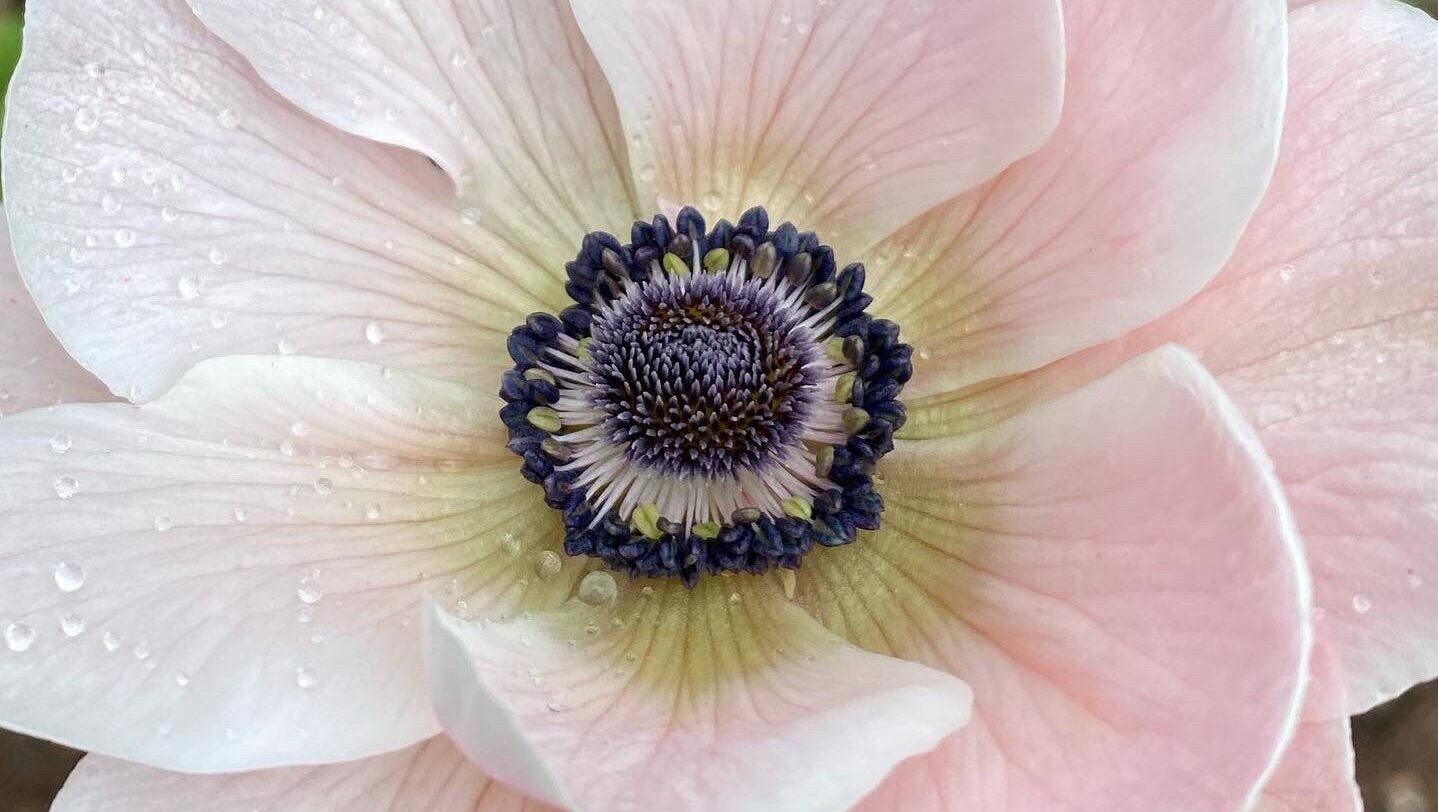 En sart lyserød Fransk Anemone