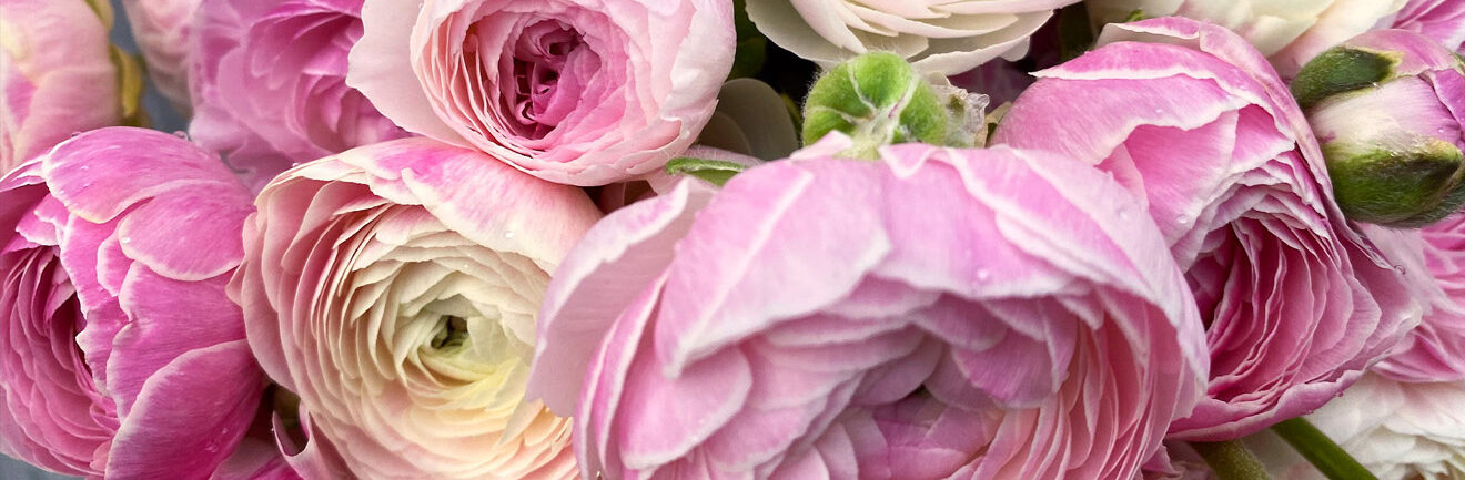 Flotte franske Amandine Ranunkler i rosa farver