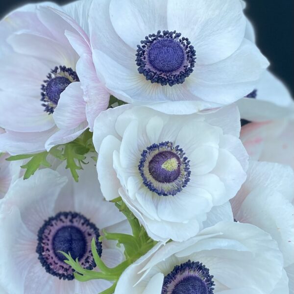 Franske hvide Galilee Anemoner med sort midte