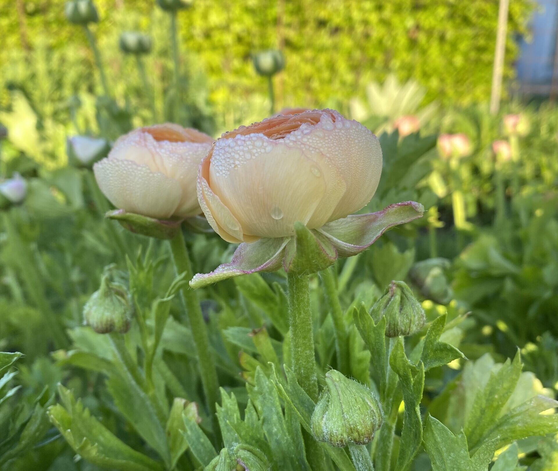 Ranunkler kan høstes når blomsten føles som en skumfidus