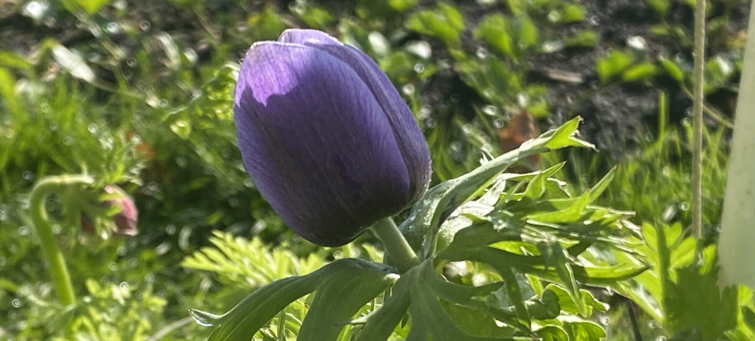 Anemoner høstes når der er ca 1 cm mellem blomst og kraven