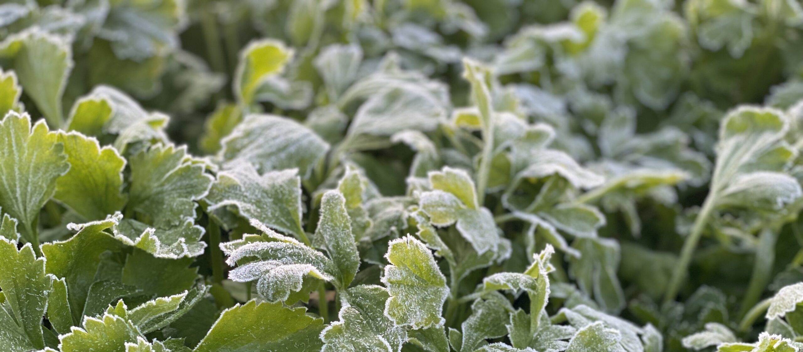 Frostlag på Ranunkler