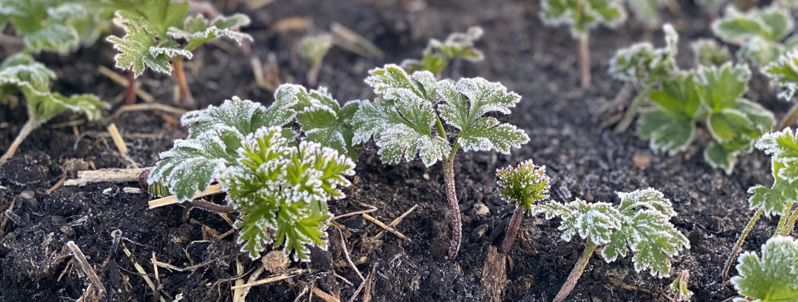 Anemone planter med frost på bladene