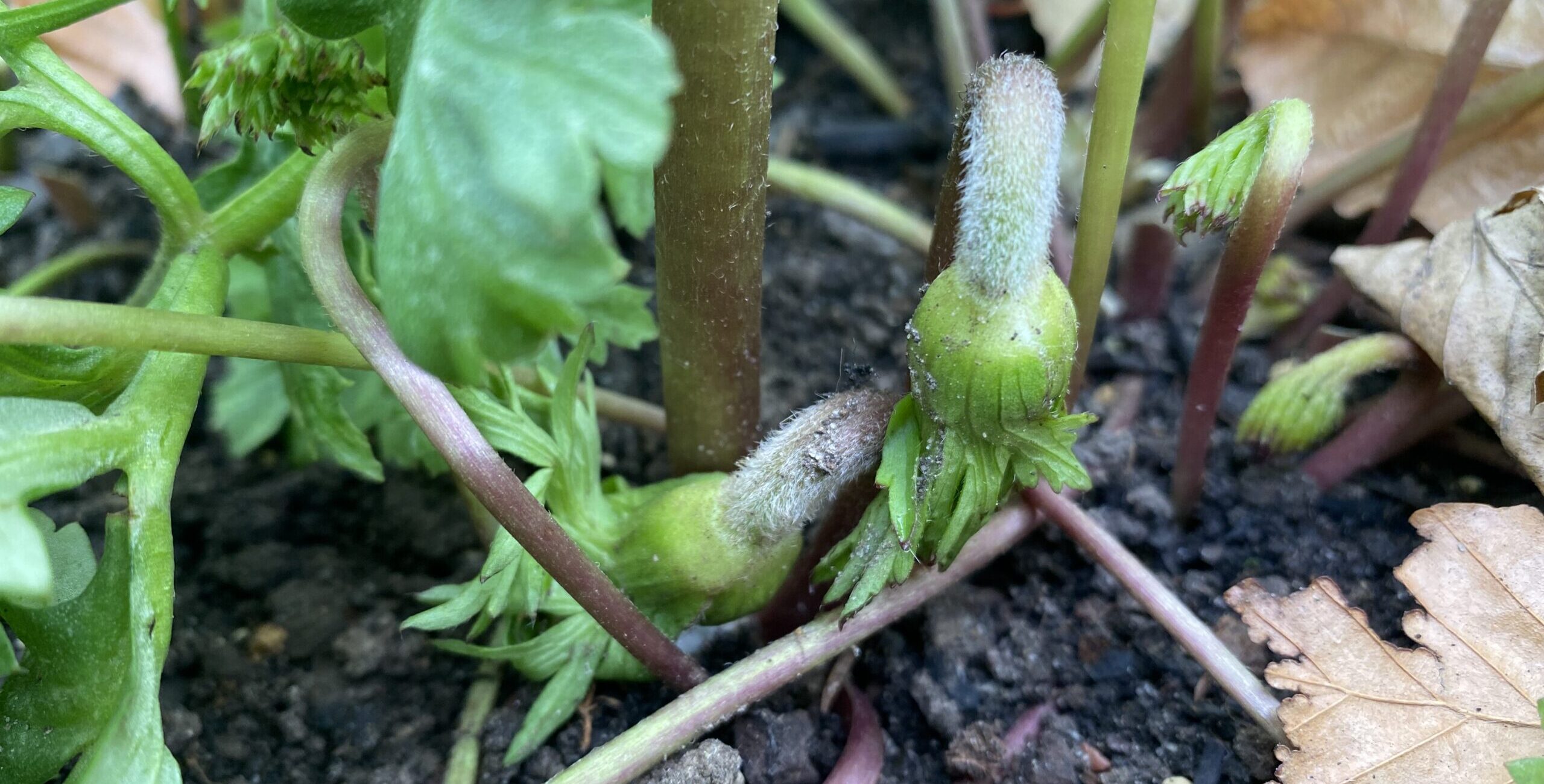 Anemones blomster vokser frem nede ved jordoverfladen