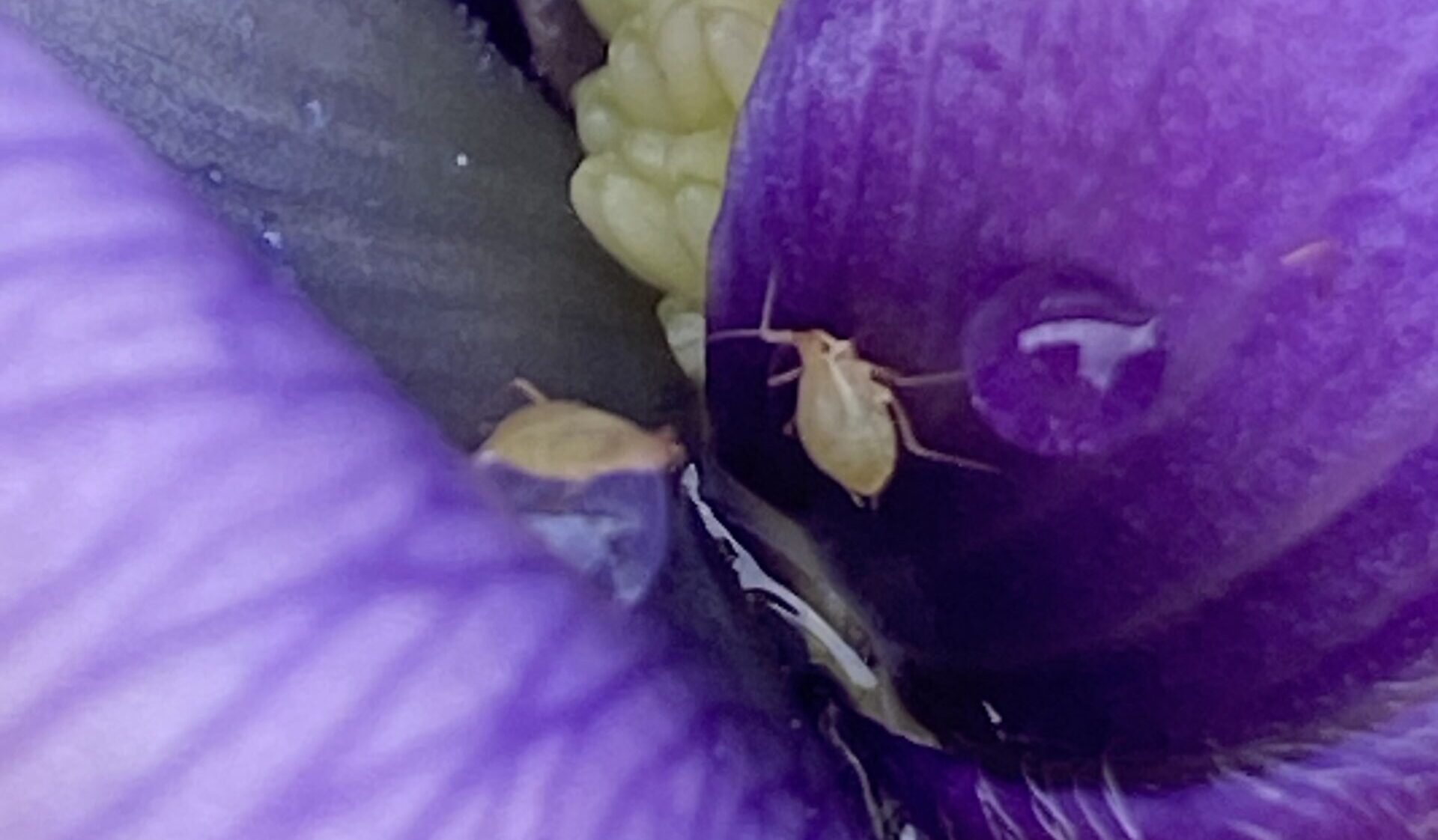 Bladlus angreb på en Anemone blomst