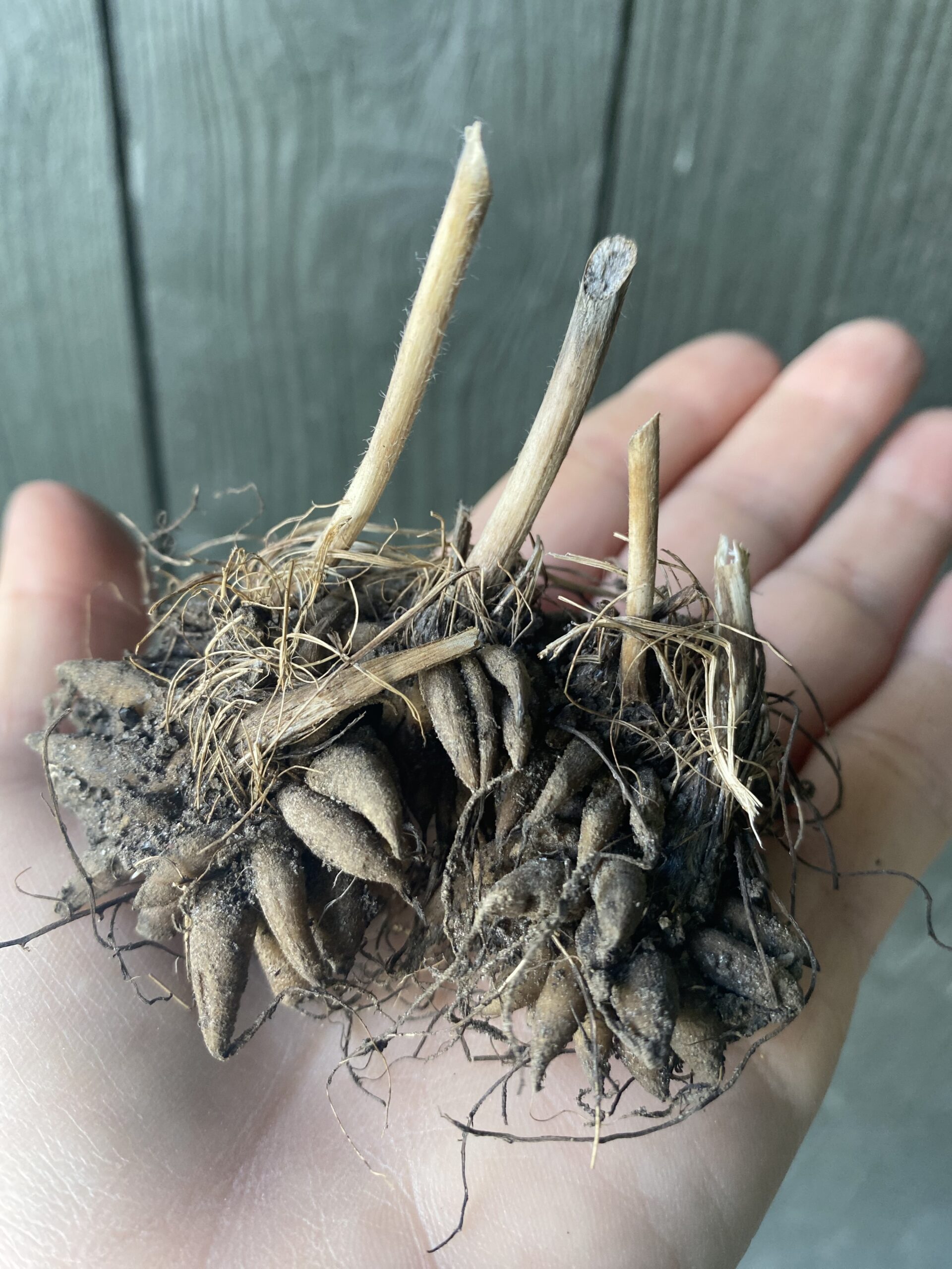 Afblomstret Ranunkel knolde