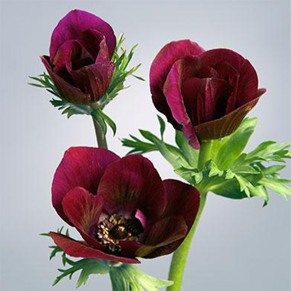 Mørkerøde anemoner