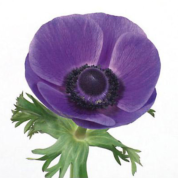 En lavendel blå anemone