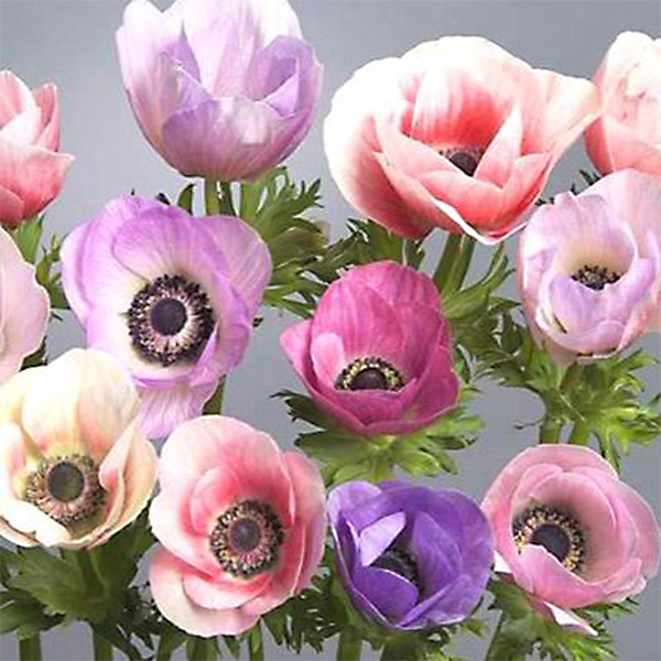 Anemoner i skønne pastel farver