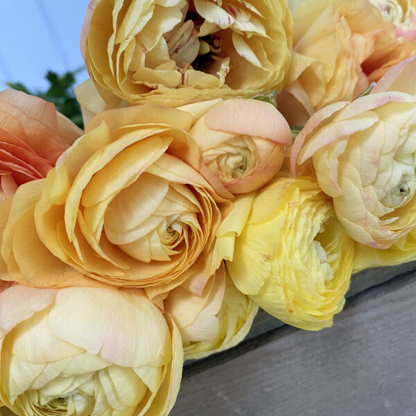 Amandine Lemon Pastel ranunkel