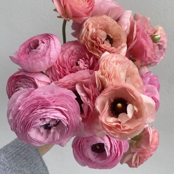 Ranunkel Amandine Pink