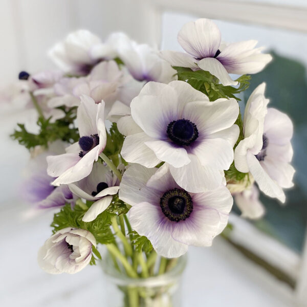 Anemone Galilee Pastel mix