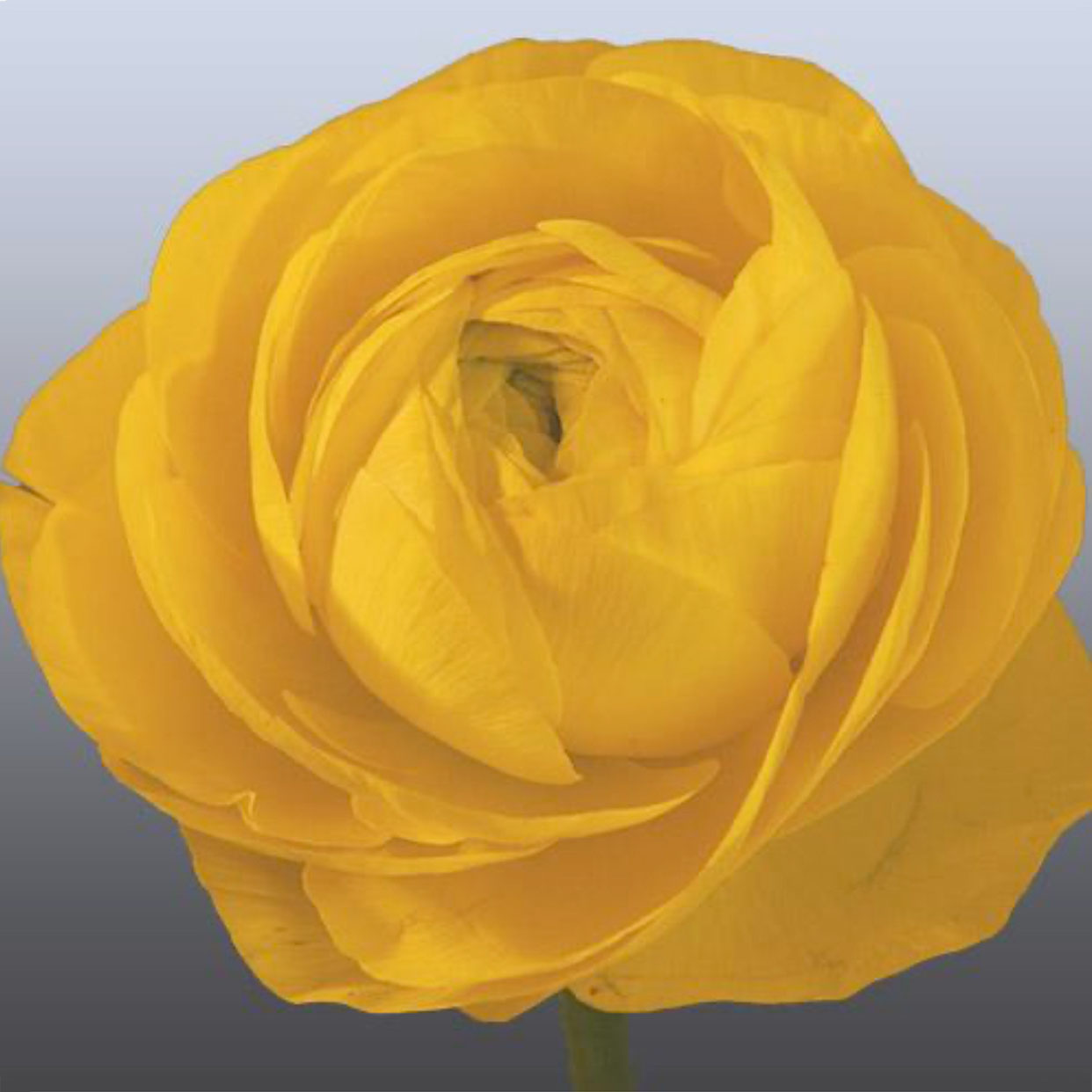 Ranunkel Amandine Gold