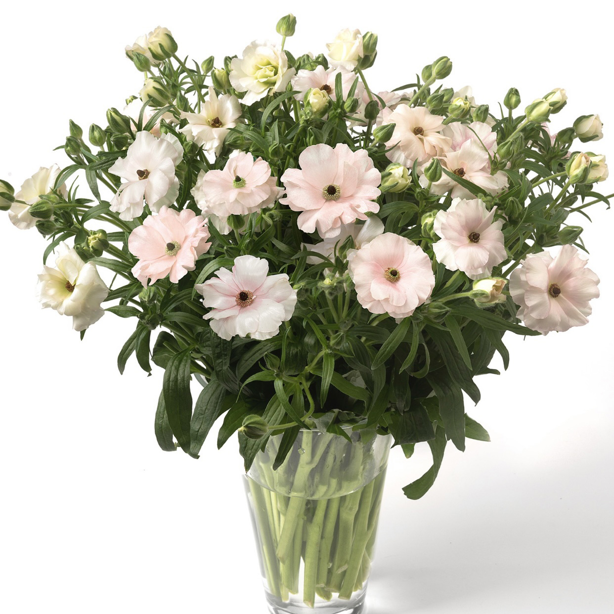 Ranunkel Butterfly™ Ariadne®