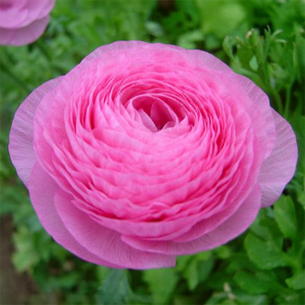 Flot pink Ranunkel Amandine Barby