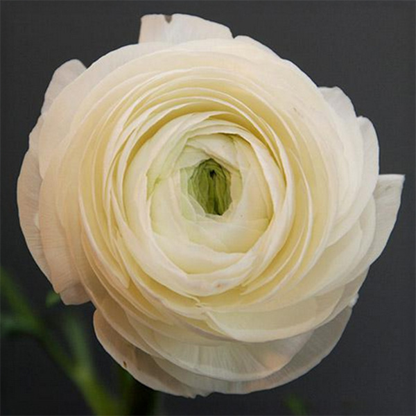 Ranunkel Amandine White