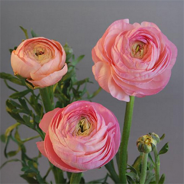 Skønne ranunkler i forskellige pink toner